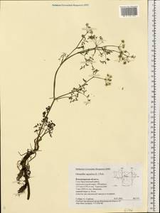 Oenanthe aquatica (L.) Poir., Eastern Europe, Central region (E4) (Russia)