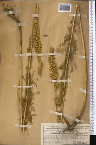 Lepidolopsis turkestanica (Regel & Schmalh.) Poljakov, Middle Asia, Western Tian Shan & Karatau (M3) (Kazakhstan)