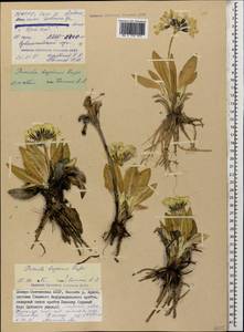 Primula crassifolia Lehm., Caucasus, North Ossetia, Ingushetia & Chechnya (K1c) (Russia)