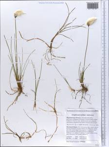 Eriophorum × medium Andersson, Eastern Europe, Northern region (E1) (Russia)