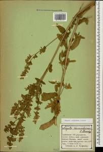 Nepeta nuda subsp. nuda, Caucasus, Armenia (K5) (Armenia)