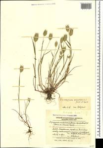 Eremopyrum orientale (L.) Jaub. & Spach, Caucasus, Azerbaijan (K6) (Azerbaijan)