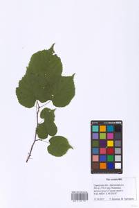 Tilia cordata Mill., Eastern Europe, Middle Volga region (E8) (Russia)