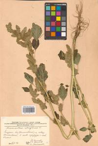 Amaranthus retroflexus L., Siberia, Russian Far East (S6) (Russia)