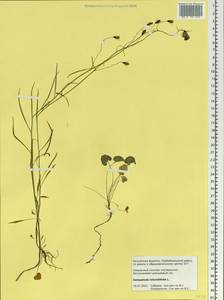 Campanula rotundifolia L., Siberia, Baikal & Transbaikal region (S4) (Russia)