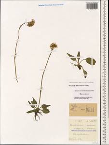 Valeriana saxicola C. A. Mey., Caucasus, Stavropol Krai, Karachay-Cherkessia & Kabardino-Balkaria (K1b) (Russia)