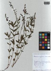 Veronica krylovii Schischk., Siberia, Altai & Sayany Mountains (S2) (Russia)