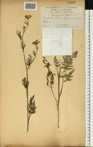 Chaerophyllum prescottii DC., Eastern Europe, Central forest-and-steppe region (E6) (Russia)