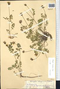 Astragalus kokandensis Bunge, Middle Asia, Pamir & Pamiro-Alai (M2) (Tajikistan)