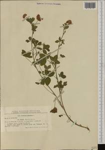 Trifolium hybridum L., Western Europe (EUR) (Romania)