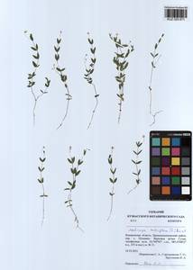 Moehringia lateriflora (L.) Fenzl, Siberia, Altai & Sayany Mountains (S2) (Russia)