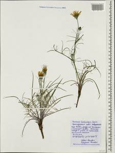 Scorzonera lachnostegia (Woron.) Lipsch., Caucasus, Black Sea Shore (from Novorossiysk to Adler) (K3) (Russia)