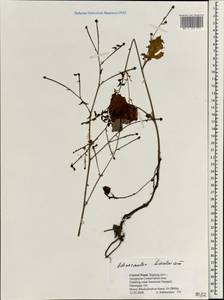 Adenocaulon himalaicum Edgew., South Asia, South Asia (Asia outside ex-Soviet states and Mongolia) (ASIA) (Nepal)