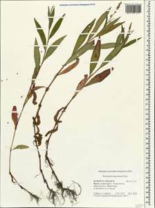 Persicaria maculosa Gray, Crimea (KRYM) (Russia)