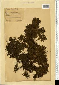 Taxus baccata L., Crimea (KRYM) (Russia)