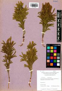Dendrolycopodium juniperoideum (Sw.) A. Haines, Siberia, Baikal & Transbaikal region (S4) (Russia)