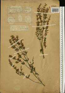 Nepeta nuda subsp. nuda, Eastern Europe, Volga-Kama region (E7) (Russia)