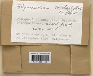 Blepharostoma trichophyllum (L.) Dumort., Bryophytes, Bryophytes - European North East (B7) (Russia)