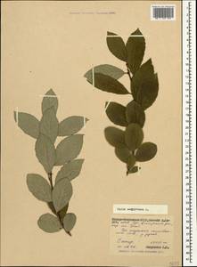 Salix aegyptiaca L., Caucasus, North Ossetia, Ingushetia & Chechnya (K1c) (Russia)