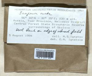 Scapania curta (Mart.) Dumort., Bryophytes, Bryophytes - Middle Russia (B6) (Russia)