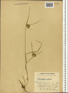 Carex bohemica Schreb., Eastern Europe, Volga-Kama region (E7) (Russia)