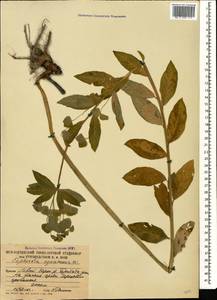 Euphorbia squamosa Willd., Caucasus, South Ossetia (K4b) (South Ossetia)