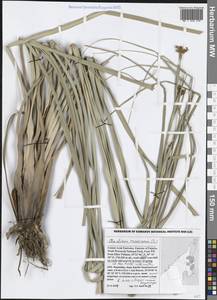 Cladium mariscus (L.) Pohl, South Asia, South Asia (Asia outside ex-Soviet states and Mongolia) (ASIA) (United Arab Emirates)