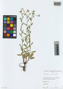 KUZ 005 488, Berteroa incana (L.) DC., Siberia, Altai & Sayany Mountains (S2) (Russia)