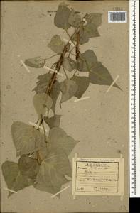 Populus nigra L., Caucasus, Dagestan (K2) (Russia)