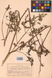 Thysselinum palustre (L.) Hoffm., Eastern Europe, Western region (E3) (Russia)