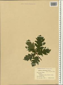 Quercus pubescens Willd. , nom. cons., Crimea (KRYM) (Russia)