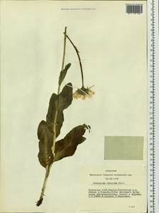 Doronicum altaicum Pall., Siberia, Altai & Sayany Mountains (S2) (Russia)