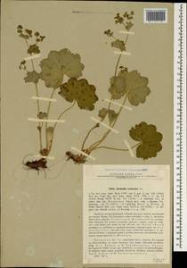 Alchemilla tytthantha Juz., Crimea (KRYM) (Russia)