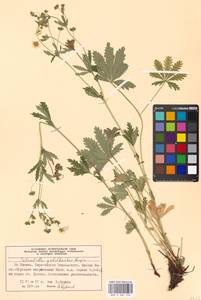 Potentilla thuringiaca Bernh. ex Link, Eastern Europe, Moscow region (E4a) (Russia)