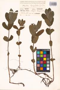 MHA 0 158 342, Mentha longifolia (L.) Huds., Eastern Europe, Middle Volga region (E8) (Russia)