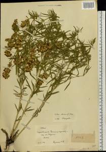 Silene sibirica (L.) Pers., Eastern Europe, Lower Volga region (E9) (Russia)