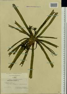 Stratiotes aloides L., Eastern Europe, Central region (E4) (Russia)