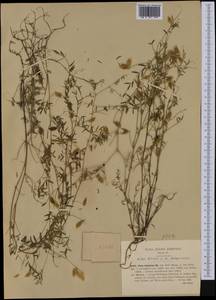 Vicia disperma DC., Western Europe (EUR) (Italy)