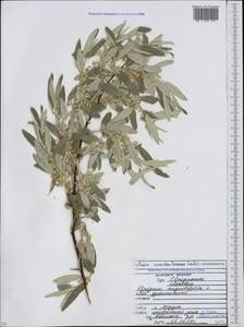 Elaeagnus angustifolia, Caucasus, North Ossetia, Ingushetia & Chechnya (K1c) (Russia)