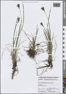 Carex eleusinoides Turcz. ex Kunth, Siberia, Central Siberia (S3) (Russia)