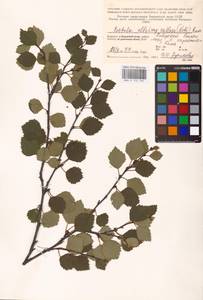 Betula pubescens var. pubescens, Eastern Europe, Northern region (E1) (Russia)