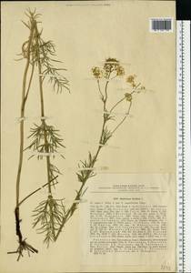 Thalictrum lucidum L., Eastern Europe, Central region (E4) (Russia)