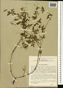 Geranium sibiricum L., Caucasus, Stavropol Krai, Karachay-Cherkessia & Kabardino-Balkaria (K1b) (Russia)