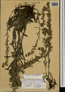 Omalotheca sylvatica (L.) Sch. Bip. & F. W. Schultz, Caucasus, North Ossetia, Ingushetia & Chechnya (K1c) (Russia)