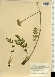 Seseli mucronatum (Schrenk) Pimenov & Sdobnina, Mongolia (MONG) (Mongolia)