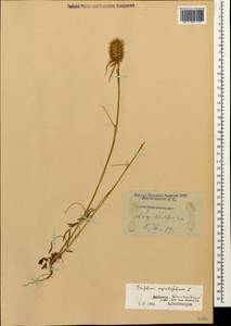 Trifolium angustifolium L., Caucasus, Dagestan (K2) (Russia)