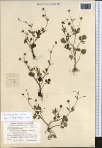 Ranunculus marginatus d'Urv., Caucasus, Black Sea Shore (from Novorossiysk to Adler) (K3) (Russia)