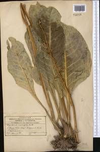 Ligularia macrophylla (Ledeb.) DC., Middle Asia, Western Tian Shan & Karatau (M3)