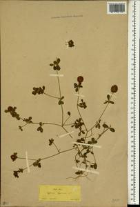 Trifolium lappaceum L., South Asia, South Asia (Asia outside ex-Soviet states and Mongolia) (ASIA) (Turkey)