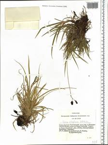 Carex atrofusca Schkuhr, Siberia, Altai & Sayany Mountains (S2) (Russia)